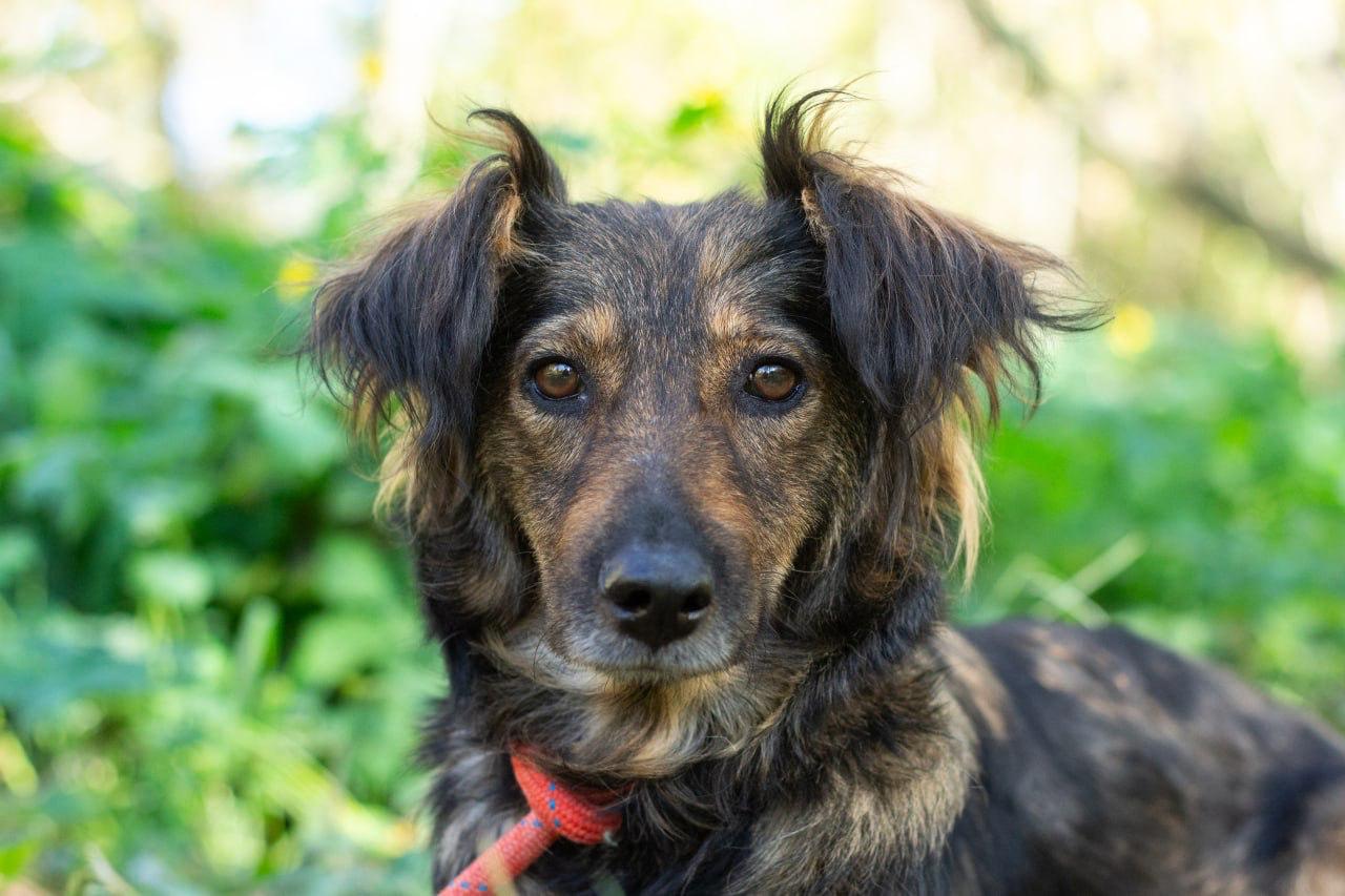 Chiens à adopter